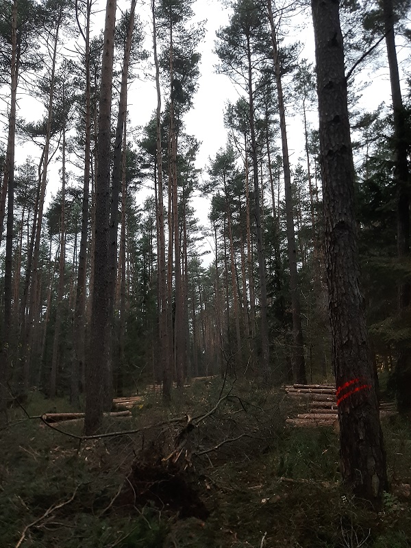 Kieferndurchforstung 2.2