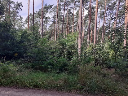 Naturverjüngung 6