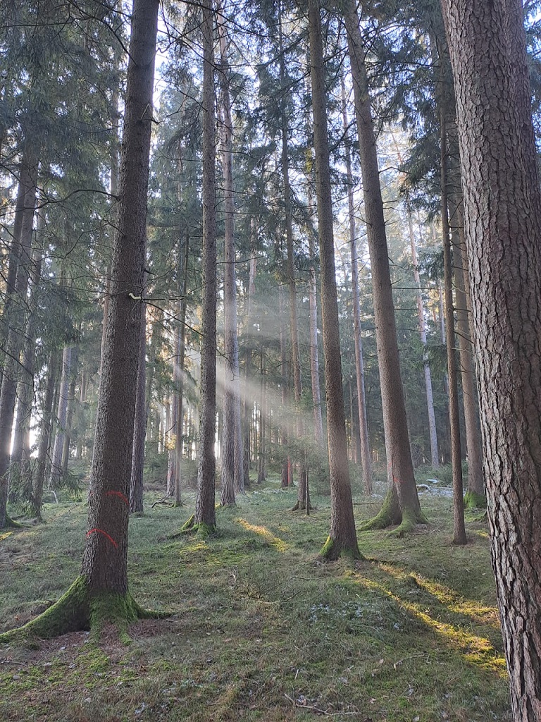 Sonnenstrahlen im Wald